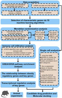 Circadian gene signatures in the progression of obesity based on machine learning and Mendelian randomization analysis